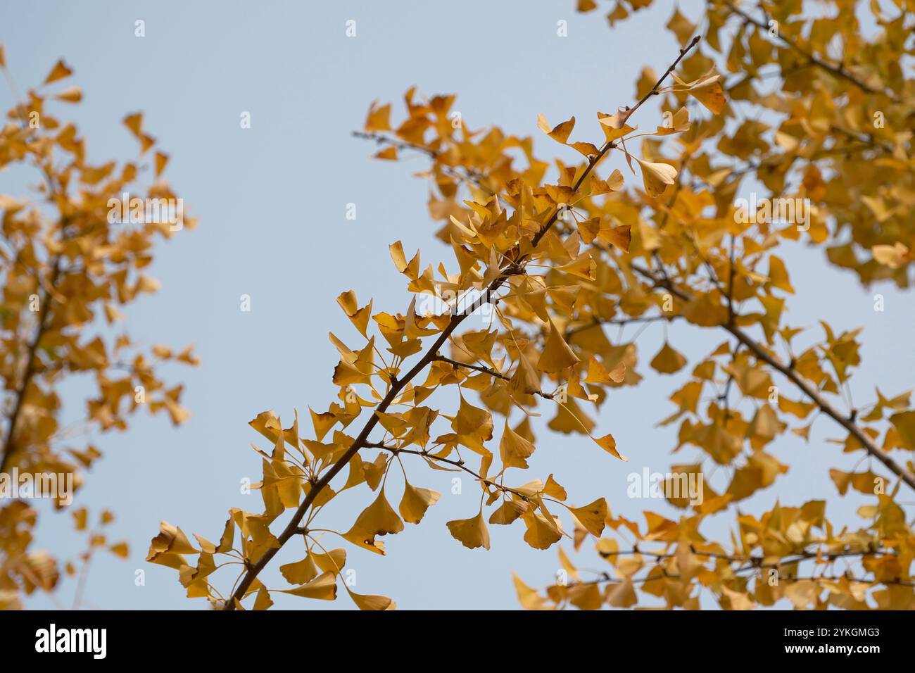Le foglie di ginkgo dorate si diramano contro un cielo azzurro. Il vivace fogliame giallo crea un contrasto sorprendente con lo sfondo sereno. Foto Stock