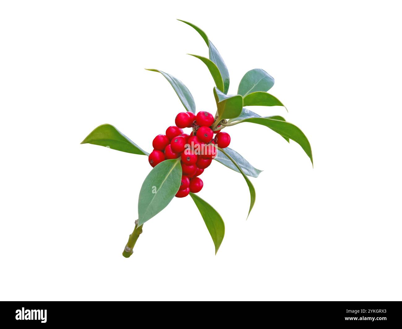 Ilex aquifolium decorazione di Natale pianta isolata su bianco. Ramificazione natalizia con bacche rosse e foglie di verde crespo lucido. Foto Stock