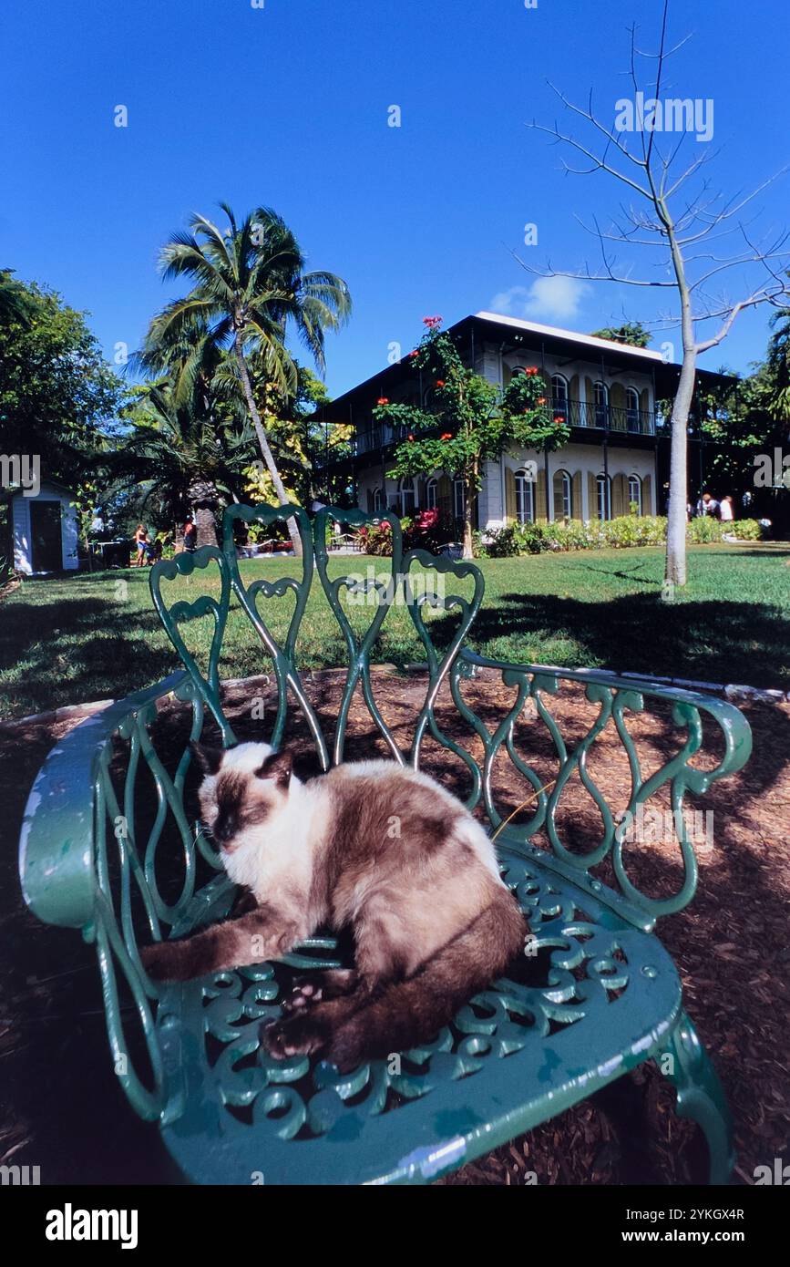 Un gatto dormiente alla casa e museo Ernest Hemingway. Key West. Florida. STATI UNITI Foto Stock