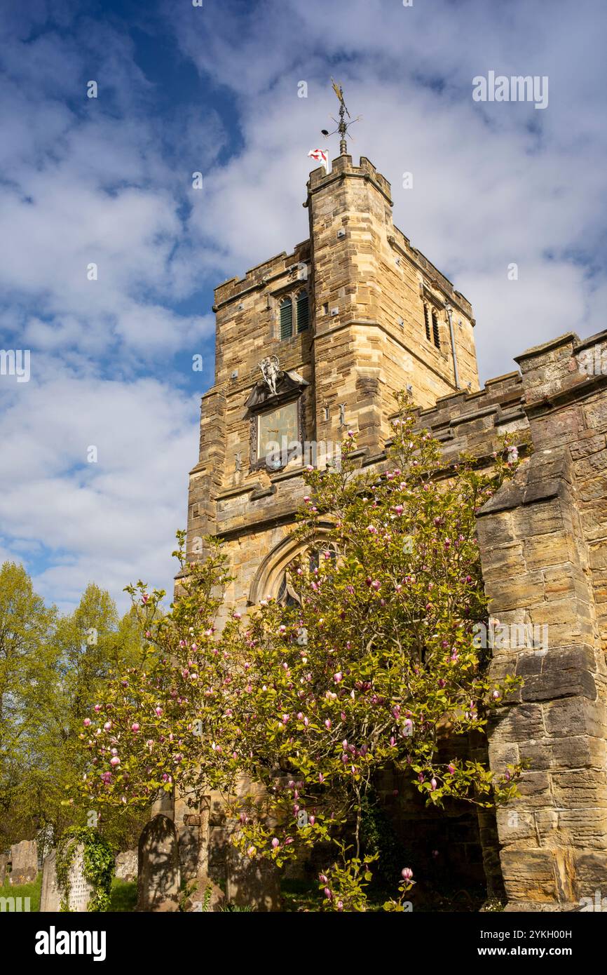 UK, Kent, Weald of Kent, Cranbrook, St Dunstan’s Church, albero di magnolia in fiore Foto Stock