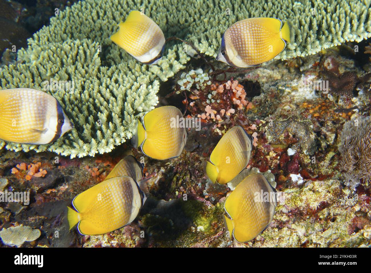 Branco di pesci farfalla gialli, pesci farfalla Sunburst (Chaetodon kleinii), sopra una barriera corallina, sito di immersione Toyapakeh, Nusa Ceningan, Nusa Penida, Bali, Foto Stock