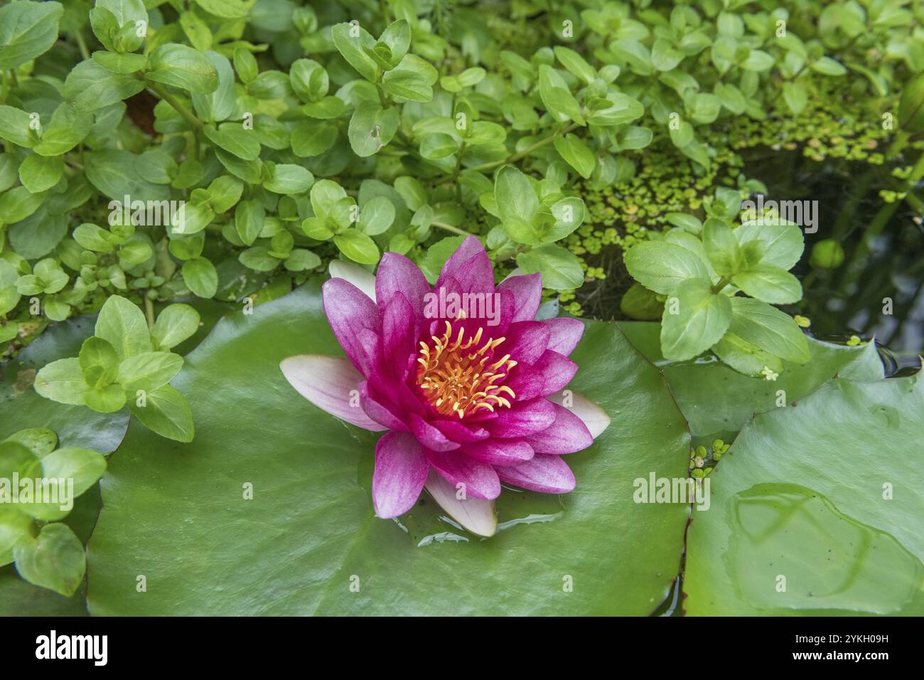Ninfea rossa (Nymphaea) su foglie verdi in uno stagno, alghe anatre, Baden-Wuerttemberg, Germania, Europa Foto Stock