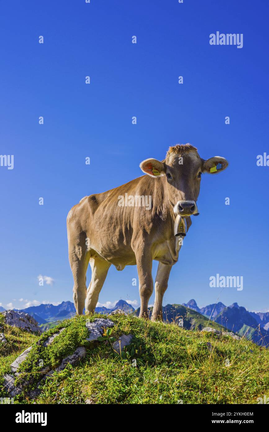 Giovani bovini, Allgaeuer Braunvieh, razza bovina domestica (Bos primigenius taurus), su un prato alpino sul Nebelhorn, vicino a Oberstdorf, Allgaeuer al Foto Stock