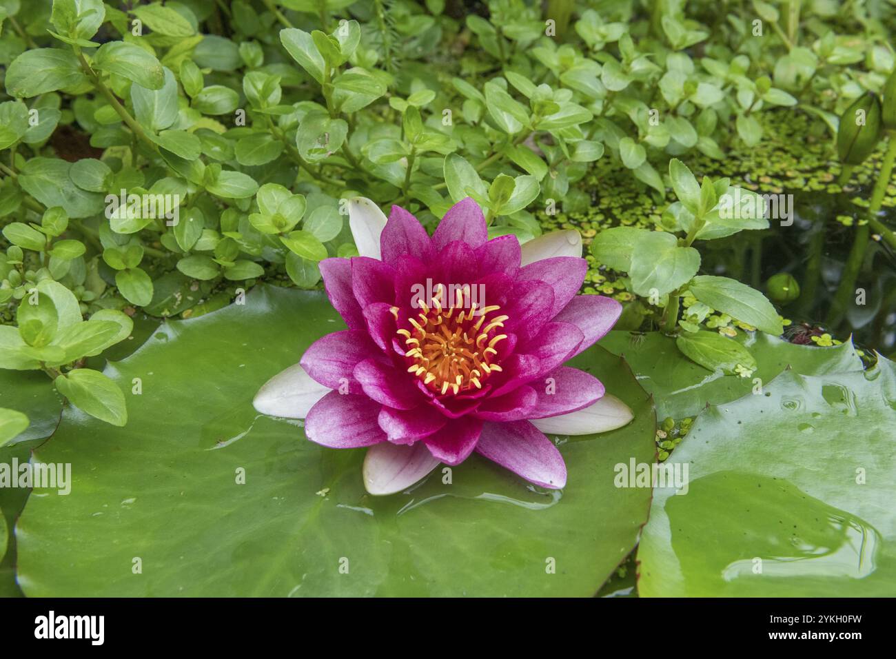 Ninfea rossa (Nymphaea) su foglie verdi in uno stagno, alghe anatre, Baden-Wuerttemberg, Germania, Europa Foto Stock