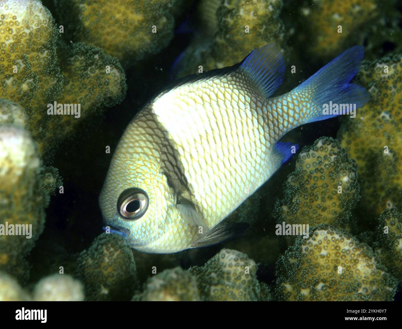 Un pesce con pelle squamosa e pinne blu, pesce preussenfish (Dascyllus reticulatus), che si muove tra i coralli, sito di immersione Twin Reef, Penyapangan, Bali, indonesiani Foto Stock