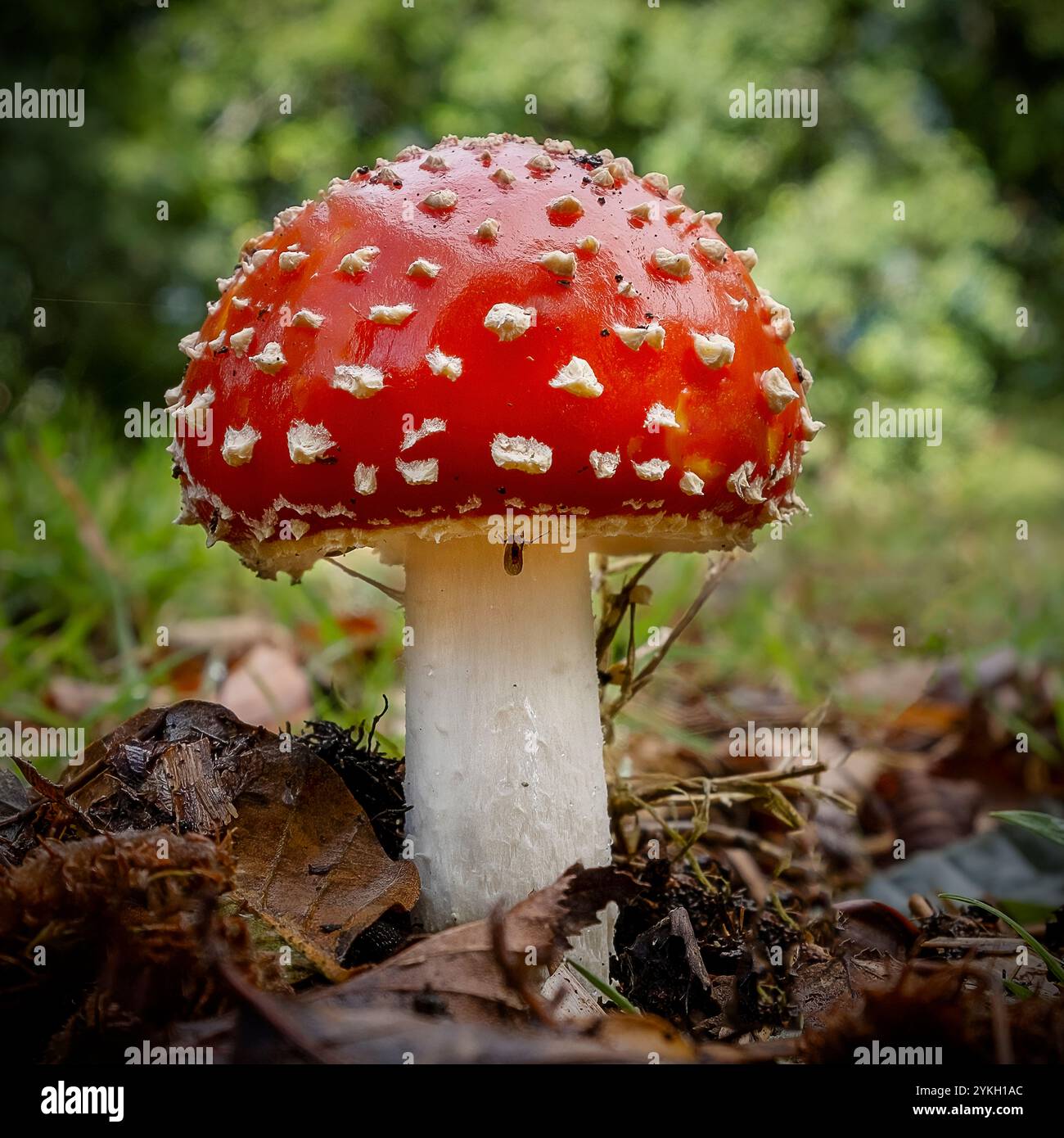 Fly Agaric funghi Foto Stock