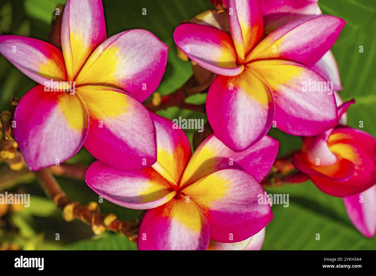 Fiori di Plumeria rosa e giallo con sfondo verde vegetale in Thailandia Foto Stock