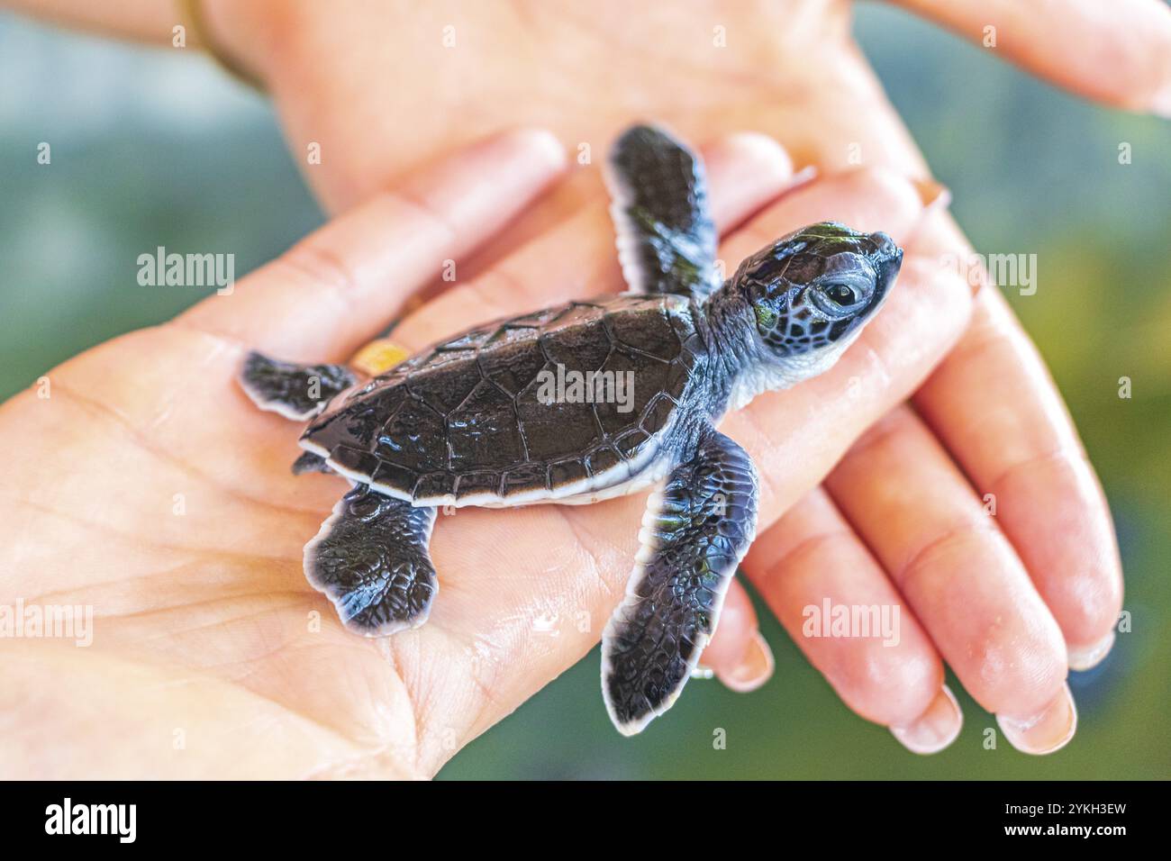 Simpatico bambino di tartaruga nera a portata di mano presso la stazione di allevamento di tartarughe a Bentota nello Sri Lanka Foto Stock