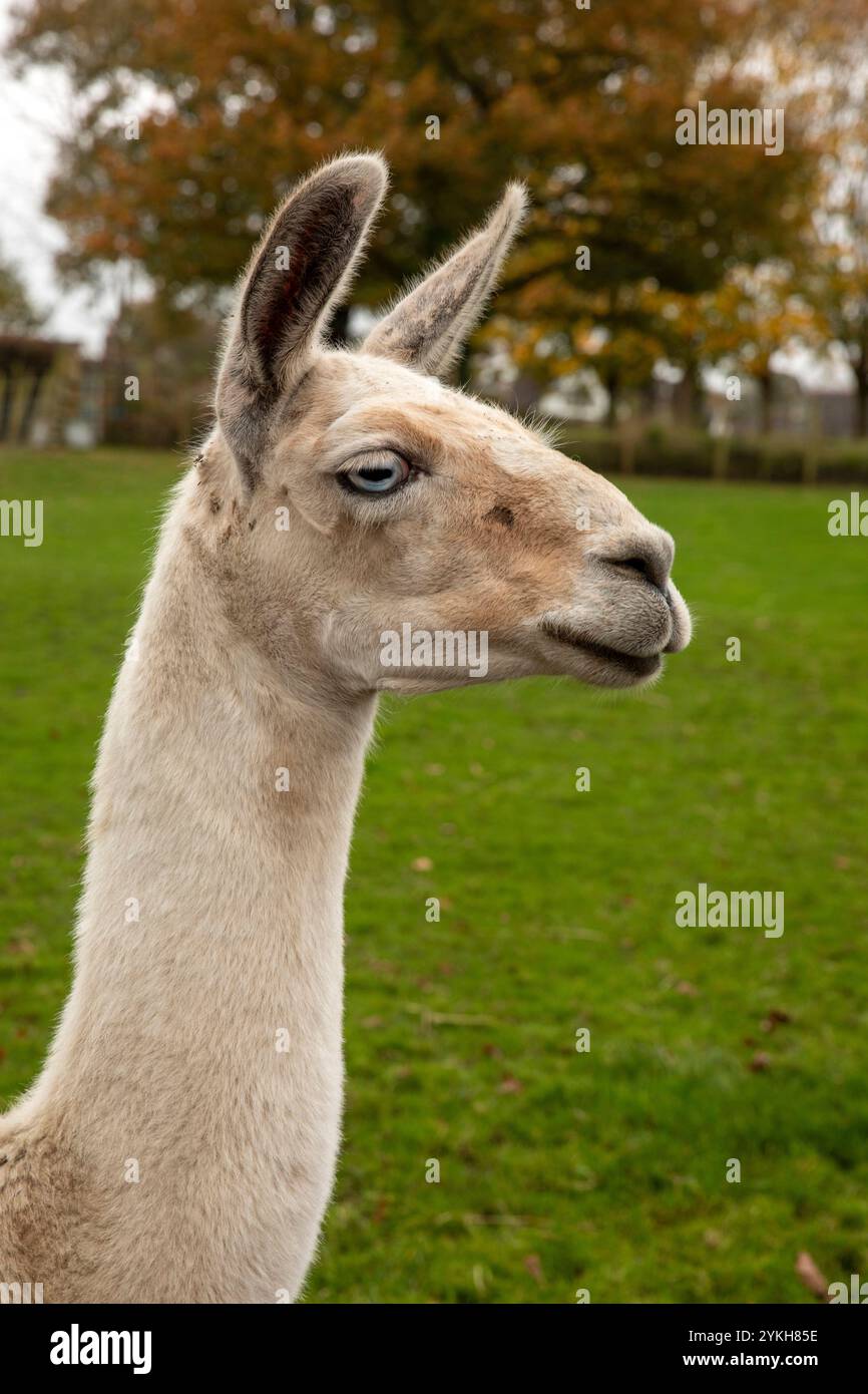 Regno Unito, Inghilterra, Cheshire, Astbury, Glebe Farm, lama Foto Stock