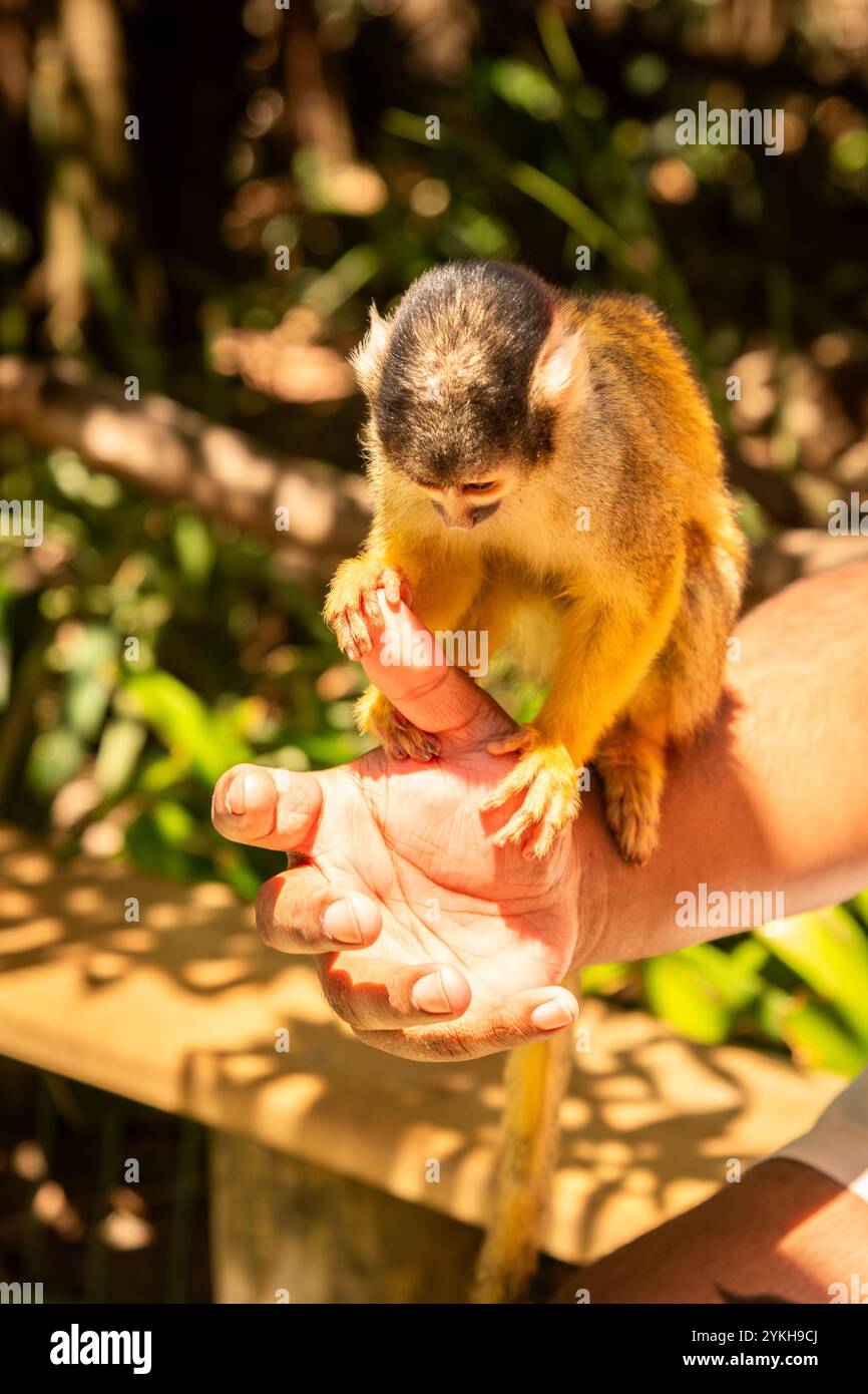 Curiose scimmie scoiattolo al Monkey World di città del Capo Foto Stock
