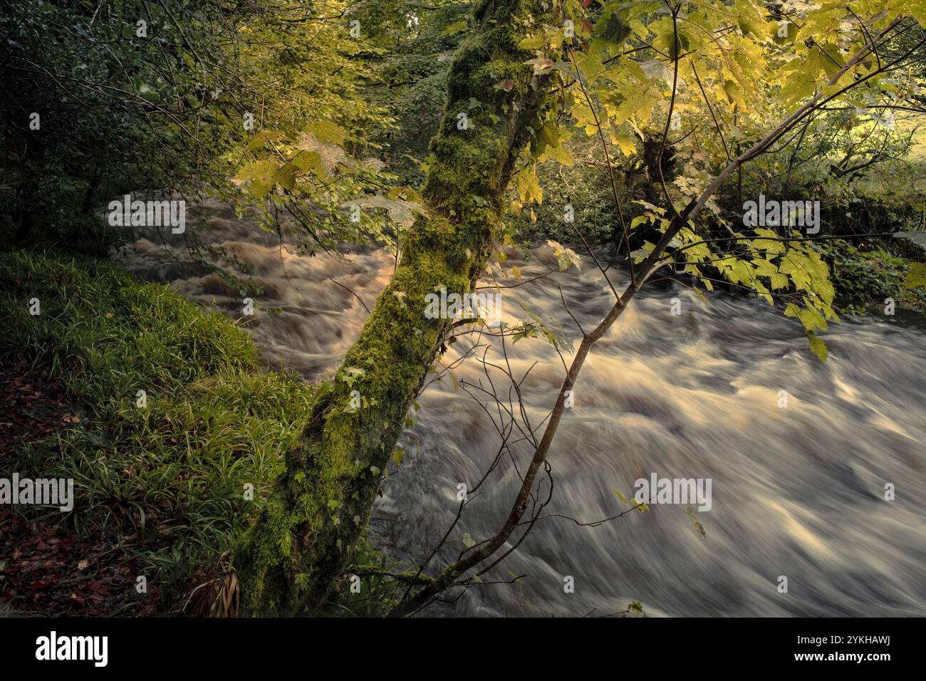 Cascate di Golitha. Il veloce fiume Fowey scorre attraverso l'antico bosco di Draynes Wood a Bodmin Moor in Cornovaglia nel Regno Unito. Foto Stock