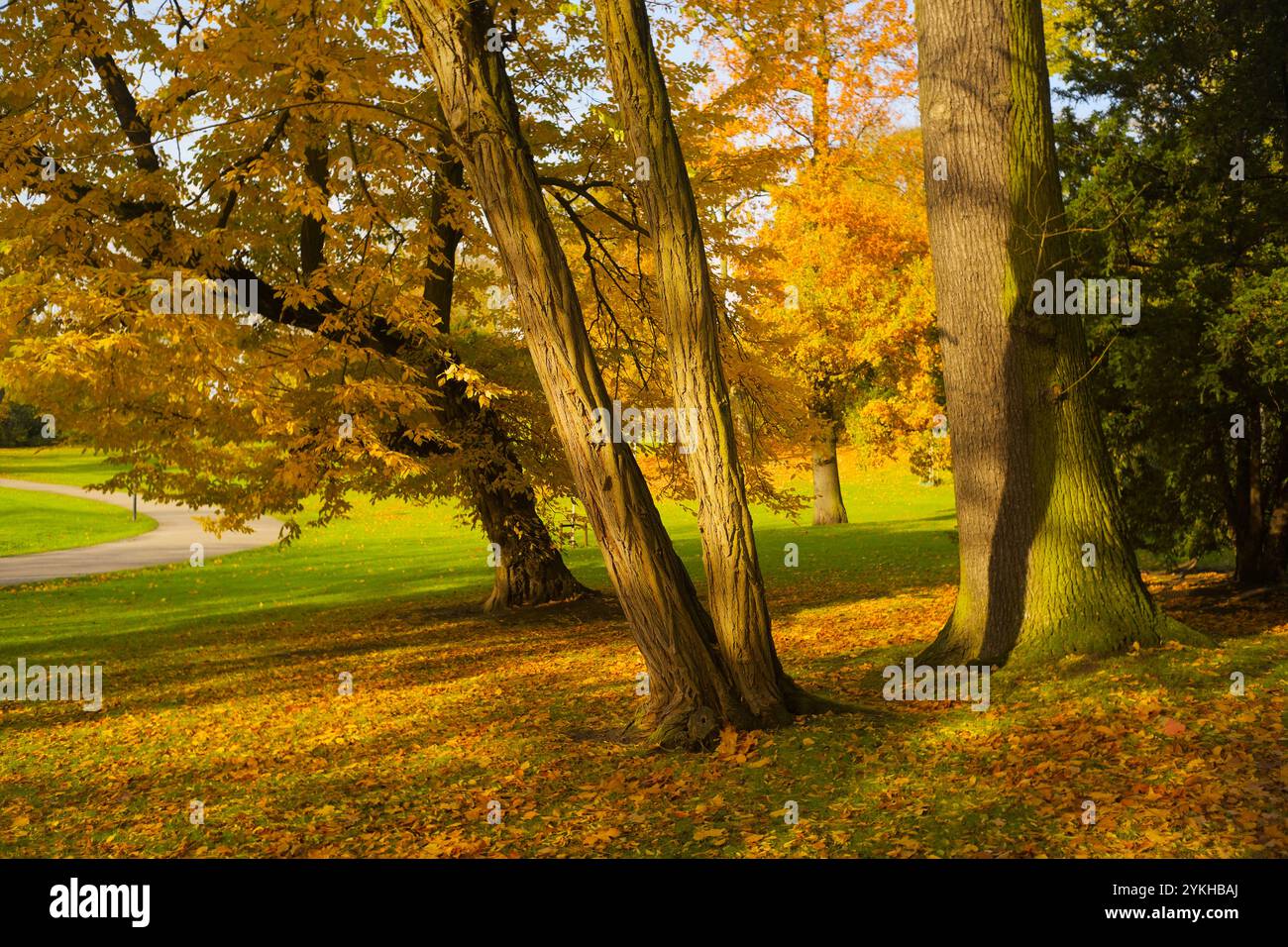 autunno nel parco, alberi dai colori autunnali e una bella luce Foto Stock