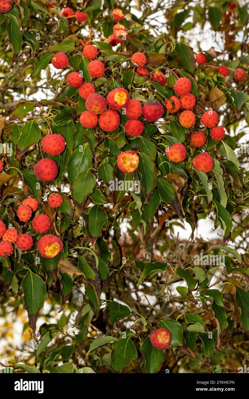 Il brillante Cornus Kousa "John Slocock" nei suoi colori autunnali con "frutta". Legittimo, attraente, affidabile, originale, moody, nouveau, sano, pieno di anima Foto Stock