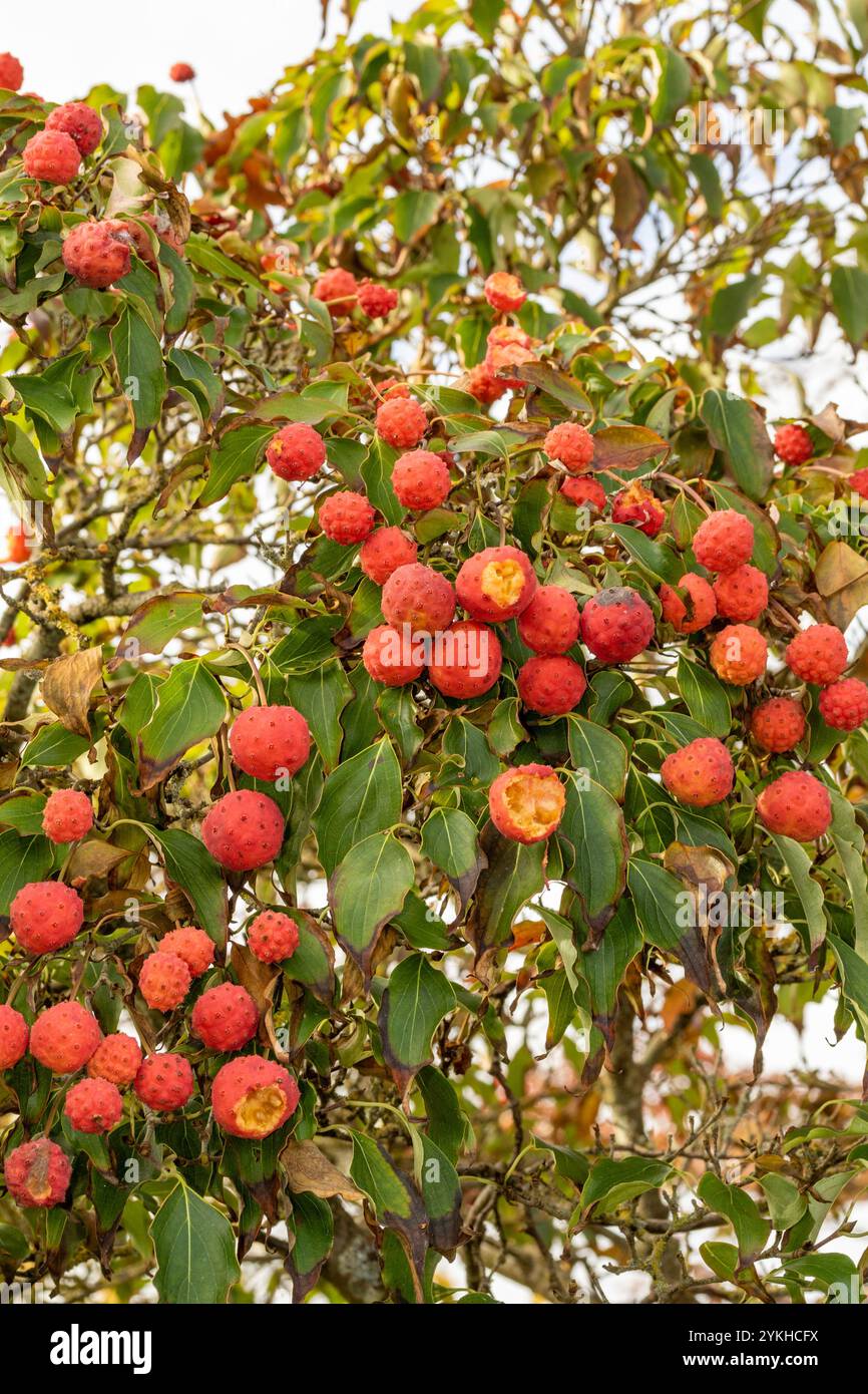 Il brillante Cornus Kousa "John Slocock" nei suoi colori autunnali con "frutta". Legittimo, attraente, affidabile, originale, moody, nouveau, sano, pieno di anima Foto Stock