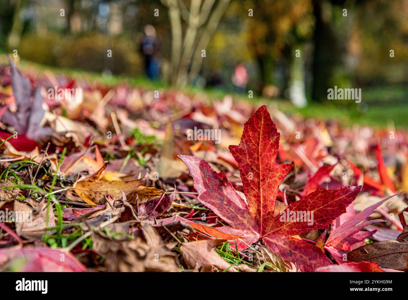 Foglie d'acero autunnale dai colori vivaci, rosse e gialle, adagiate sull'erba verde in una giornata di sole Foto Stock