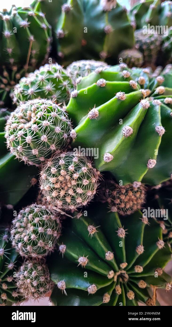 Vista dall'alto di 2 escinopsi di cactus grandi e 4 piccoli di diverse dimensioni, formato verticale. Bellezza pungente. Foto Stock