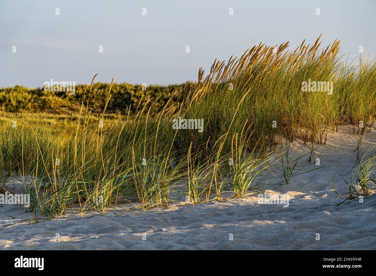 Lunghe lame d'erba che si muovono sullo sfondo del vento. Foto Stock