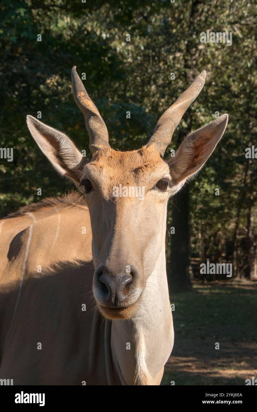 Antilope alcina Foto Stock