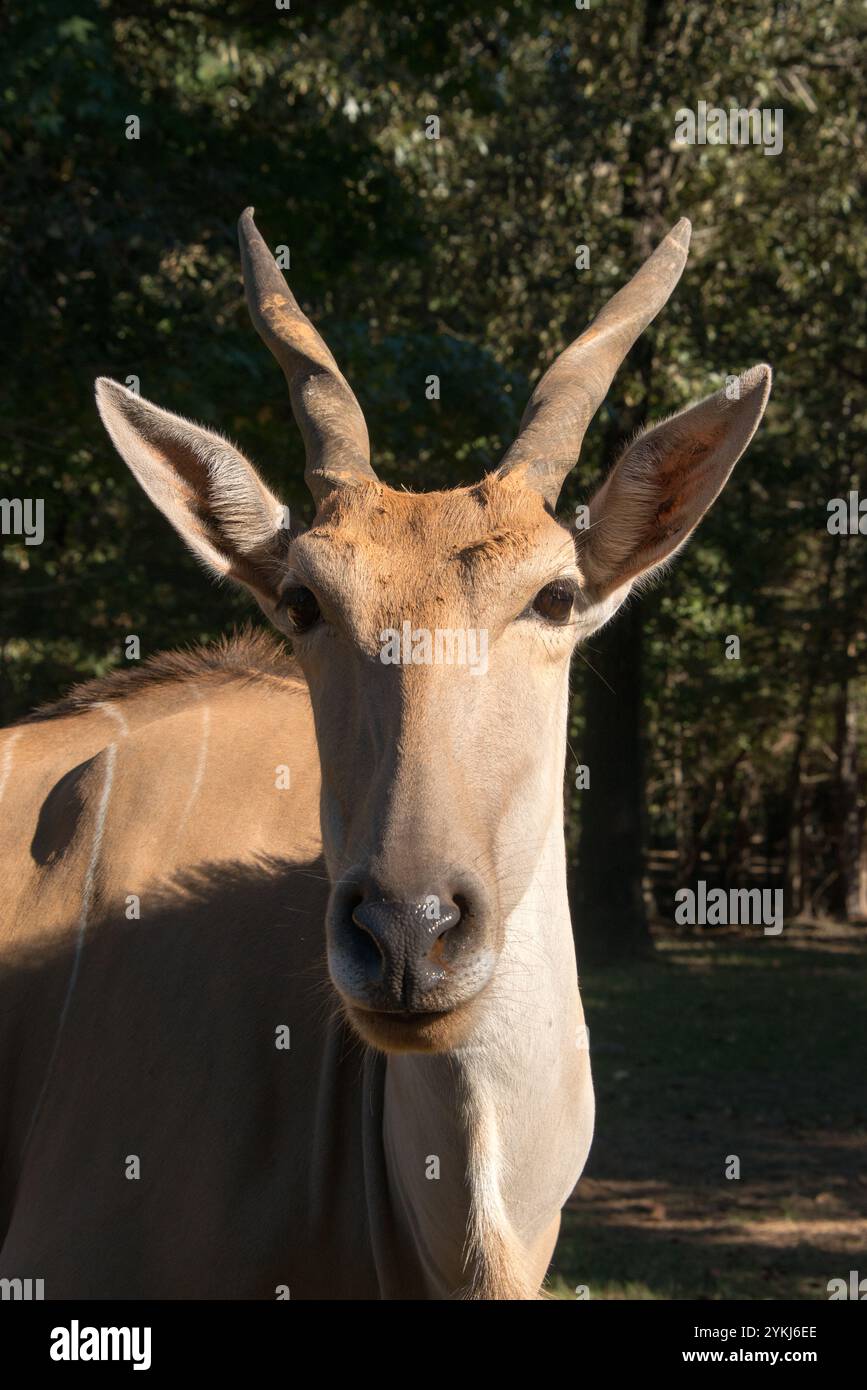 Antilope alcina Foto Stock