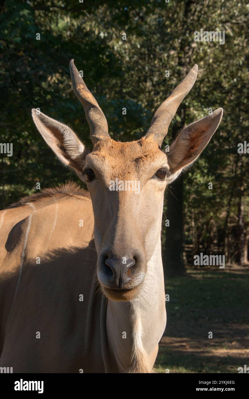Antilope alcina Foto Stock