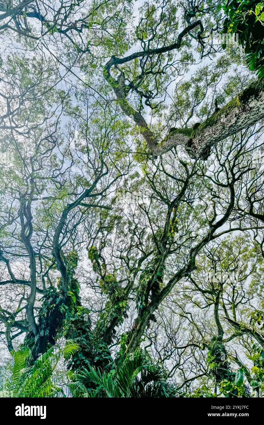 Lussureggiante baldacchino verde della foresta hawaiana con cielo blu sullo sfondo Foto Stock