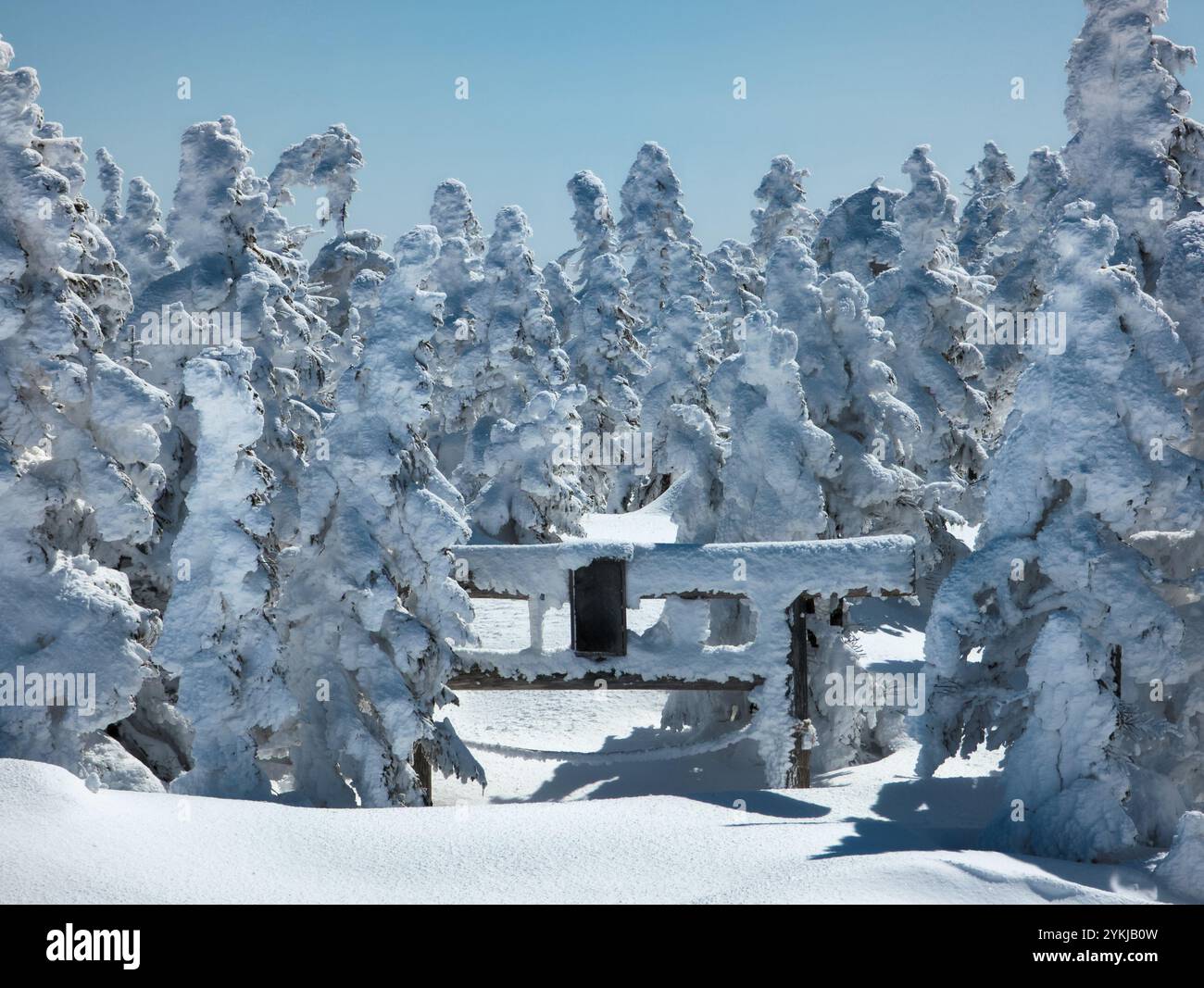 Tradizionale porta Torii giapponese sepolta sotto la neve profonda in una foresta Foto Stock