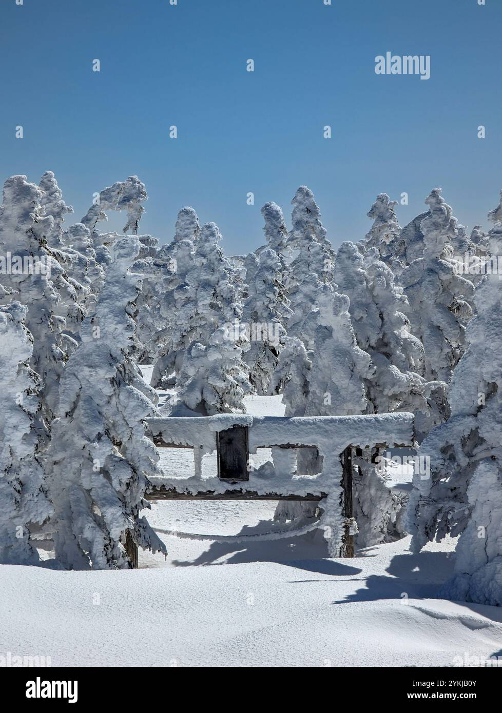 Tradizionale porta Torii giapponese sepolta sotto la neve profonda in una foresta Foto Stock