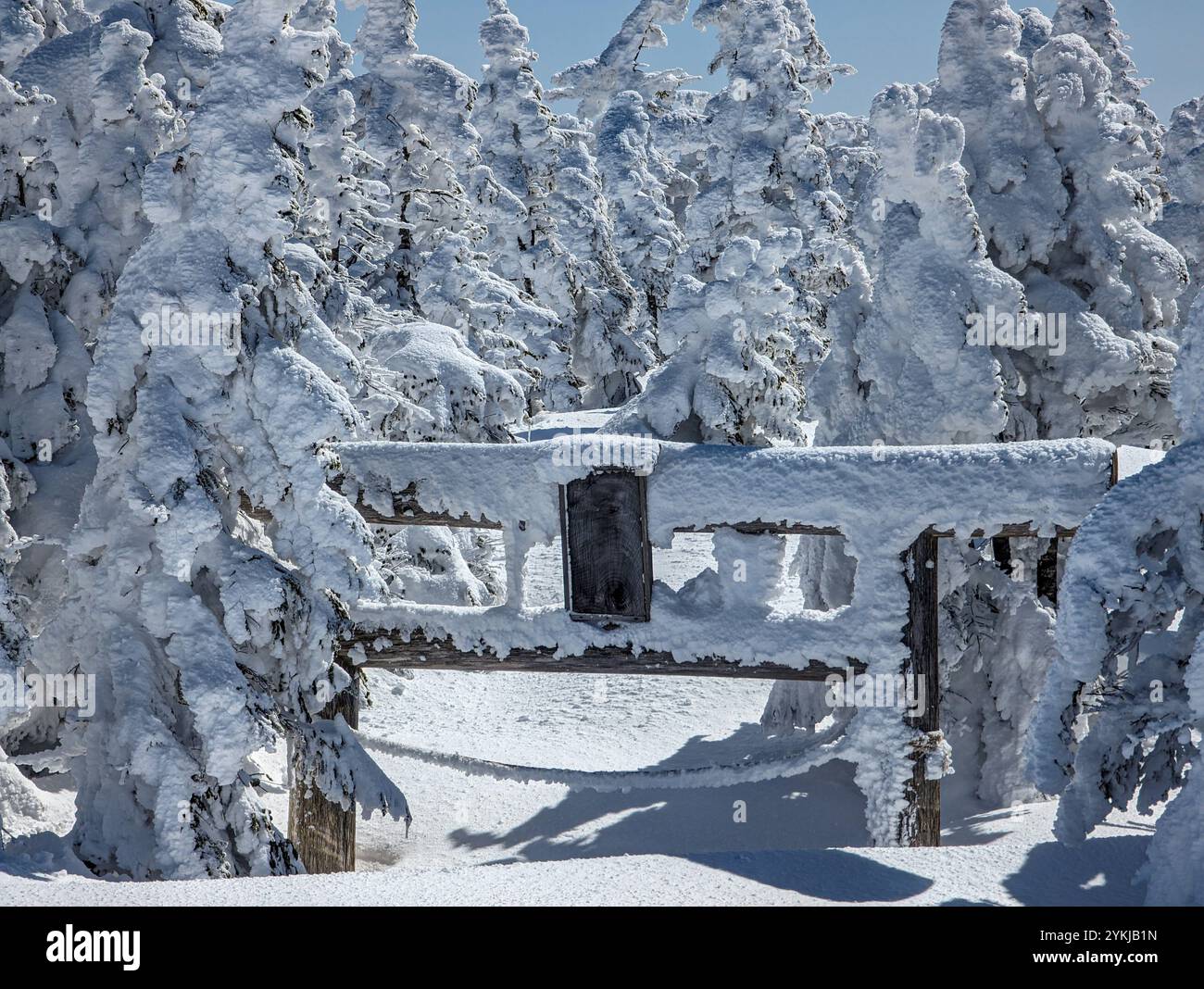 Tradizionale porta Torii giapponese sepolta sotto la neve profonda in una foresta Foto Stock