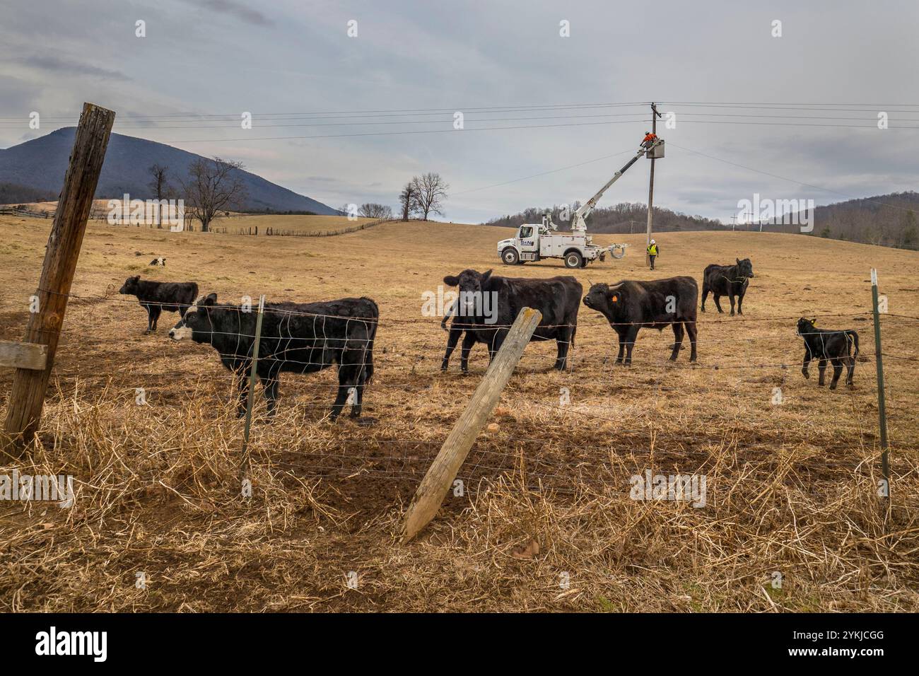 Virginia BARC Electric Cooperative conduce il modo in Lexington, Virginia area installazione di cavi a fibre ottiche per l'esistente rete elettrica, che porterà affidabili a banda larga ad alta velocità per la zona per la prima volta. Nelle aree rurali dove affari e residenziale i consumatori utilizzano il servizio a banda larga sono più suscettibili di godere di redditi più alti, abbassare i tassi di disoccupazione e una crescita più forte rispetto a quelli senza banda larga. Poiché offre a banda larga nelle aree rurali la connettività al business, istruzione, assistenza sanitaria e altri servizi necessari per la crescita economica, si è rapidamente diventando indispensabili in tutti i settori Foto Stock