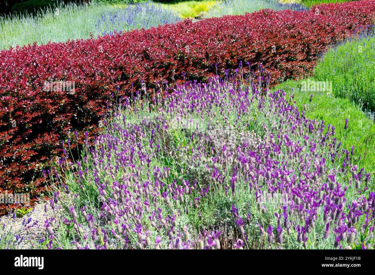 Siepe a basso taglio rosso Berberis thunbergii 'Bagatelle' siepe di mirtilli giapponesi in primo piano Lavandula stoechas Foto Stock