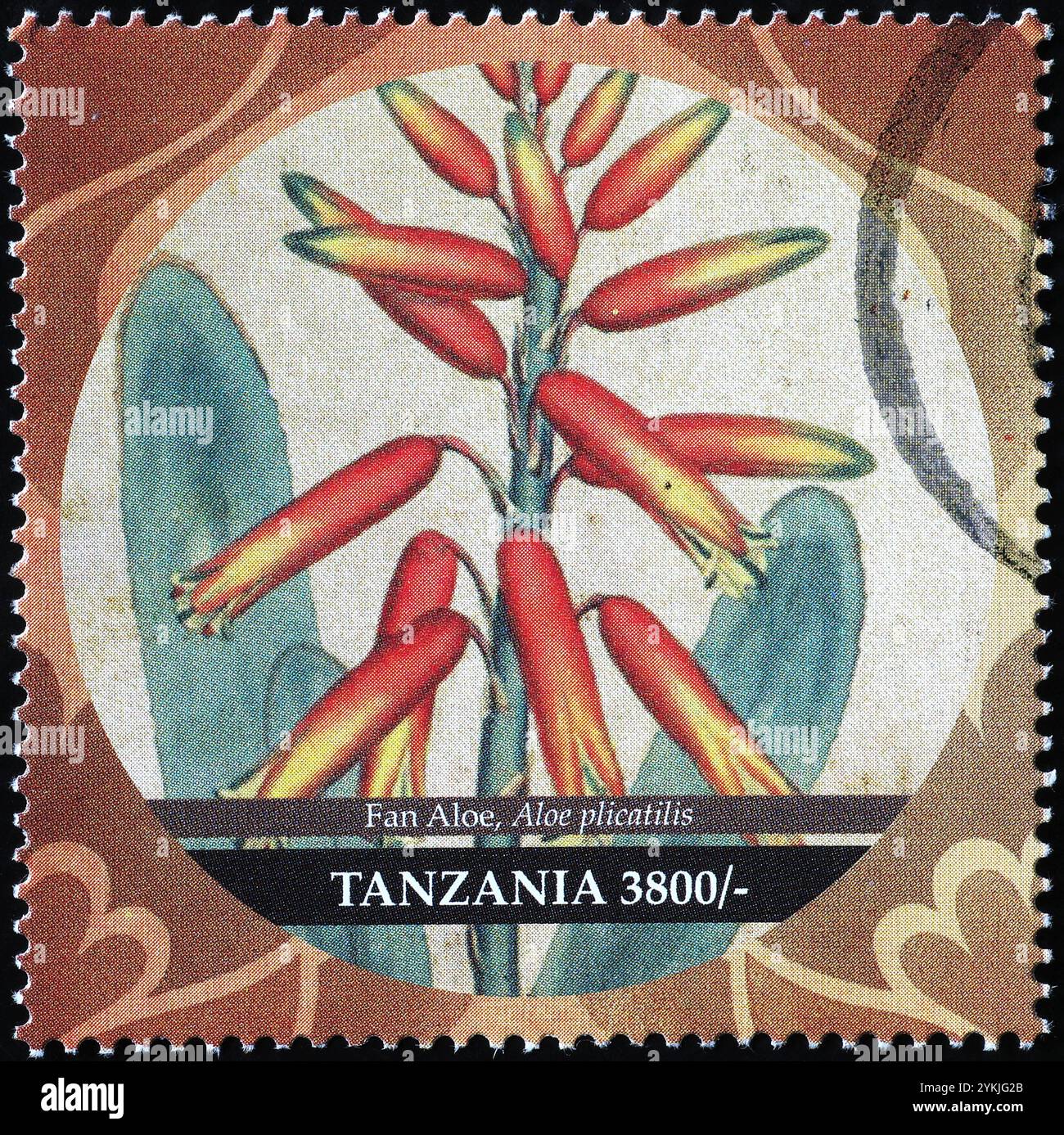 Fan aloe, pianta endemica sudafricana su francobollo Foto Stock