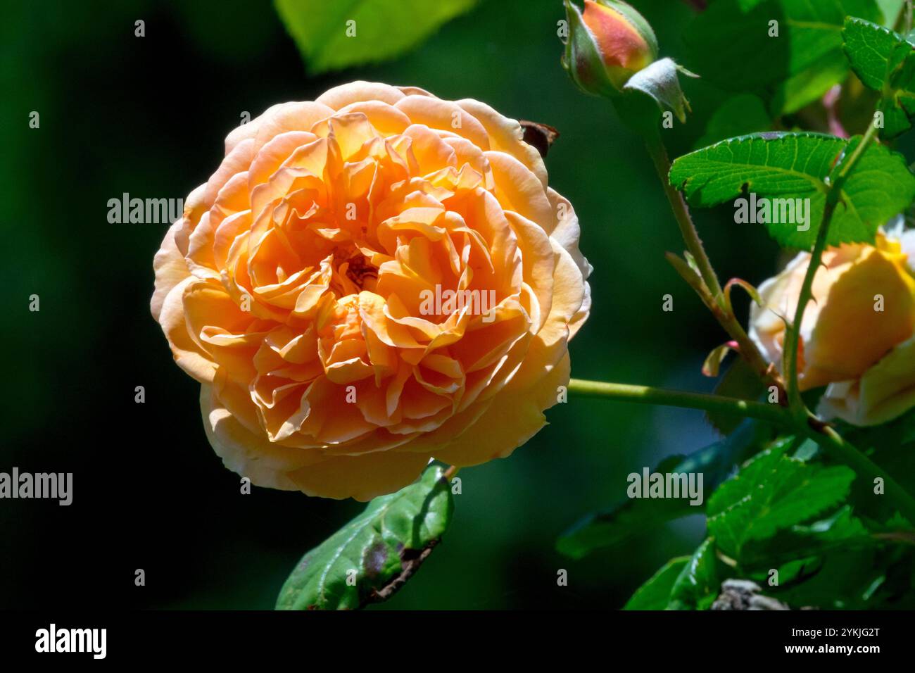 Arancio Rosa "Principessa Margherita della Corona" bellissimo fiore notevolmente intensamente profumato Rosa inglese "Principessa Margherita della Corona" Foto Stock