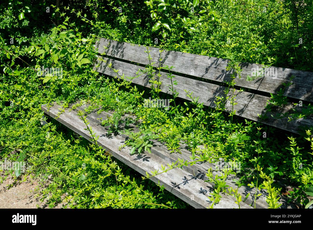 Una vecchia panchina di legno in un giardino ricoperto di Jasminum nudiflorum Foto Stock