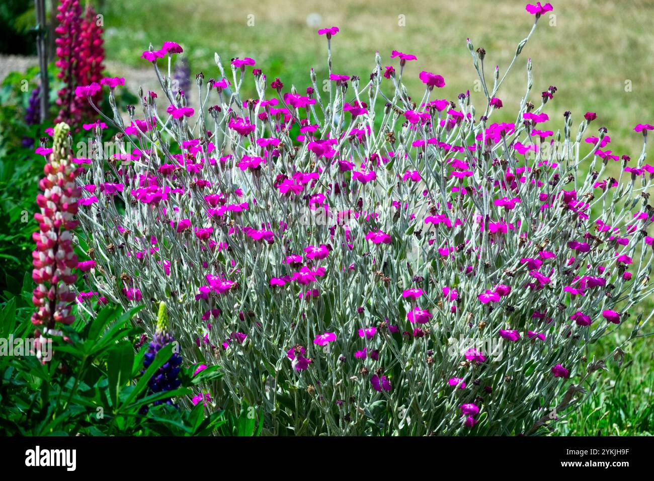 Rose Campion Mullein Rosa Lychnis coronaria Silene Flower Bloody Mary Fiori Blooming Fiori Fiori Fiori Fiore di Fiore di Fiore in Bloom Garden Foto Stock