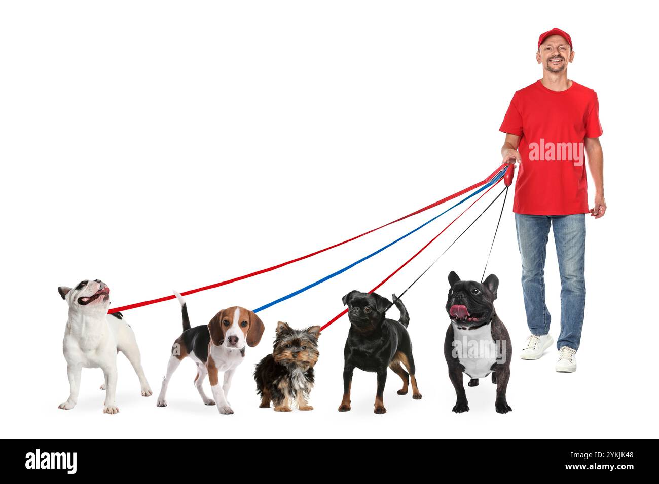 Camminatore con cinque cani diversi su sfondo bianco Foto Stock