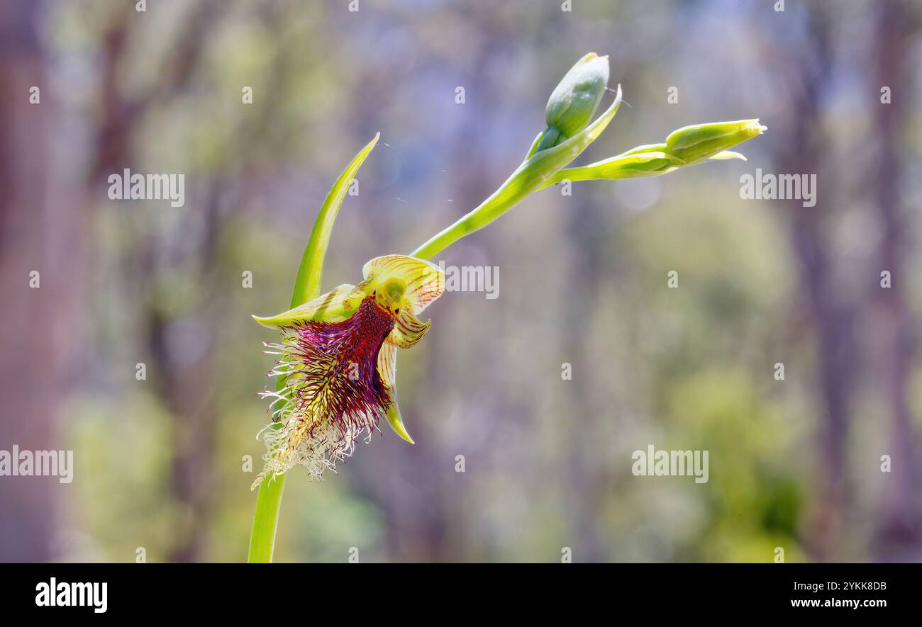 Orchidea della barba viola (Calochilus robertsonii) che si piega verso la luce con sfondo sfocato nella foresta di Hobart Tasmania Foto Stock