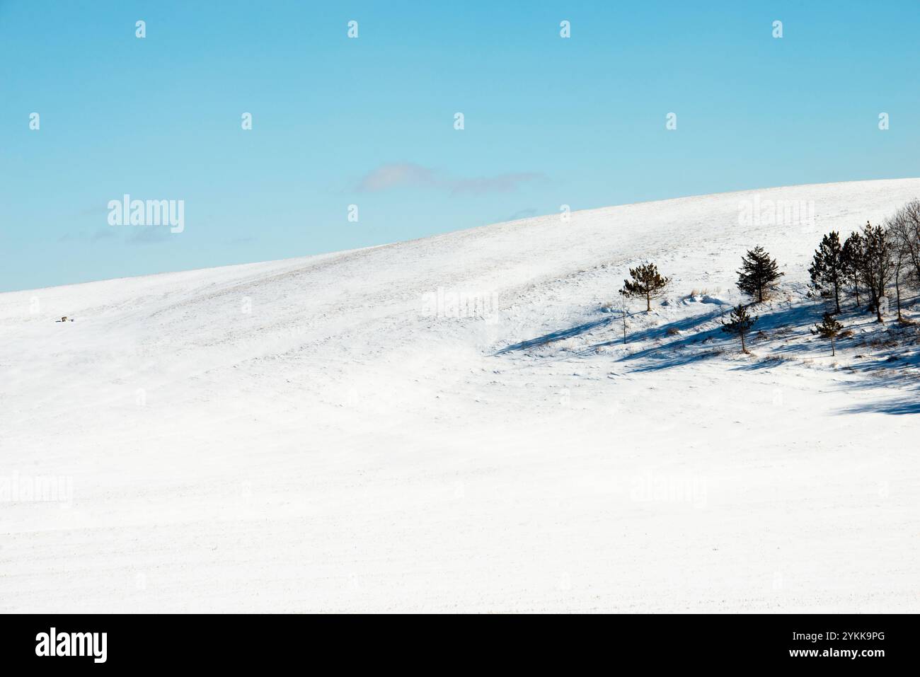 Paesaggi invernali in Ontario Canada. Un campo agricolo invernale con un cielo blu completamente pulito, a parte un ammasso di alberi. Foto Stock