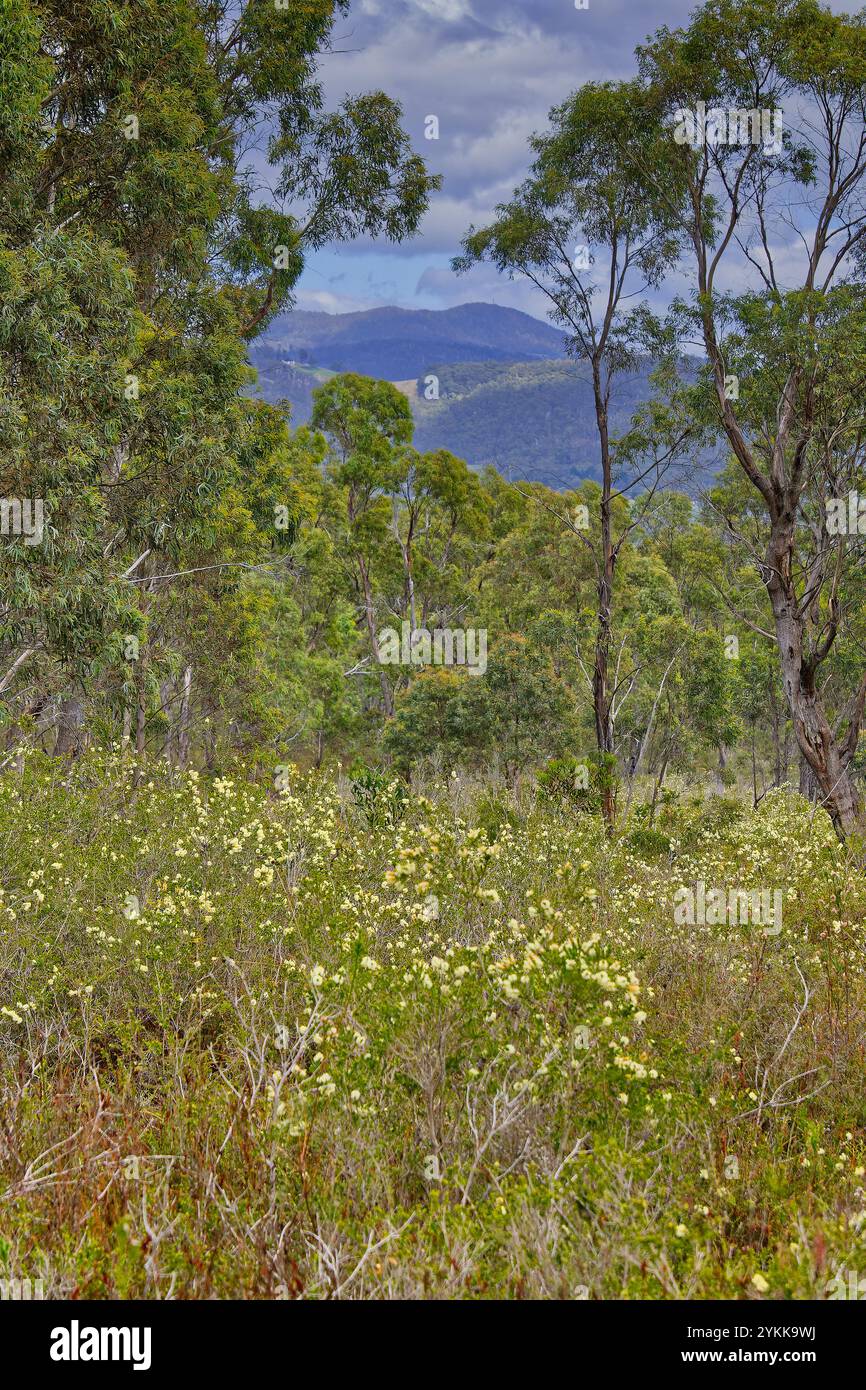 Paesaggio di brughiera e alberi nella foresta della Peter Murrell Conservation Reserve di Kingston, Tasmania Foto Stock