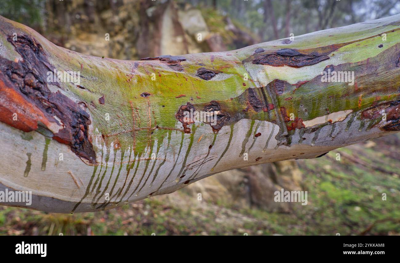 Colorato e colorato ramo bagnato di eucalipto con gocce d'acqua nella riserva forestale di Knocklofty West Hobart, Tasmania, Australia Foto Stock