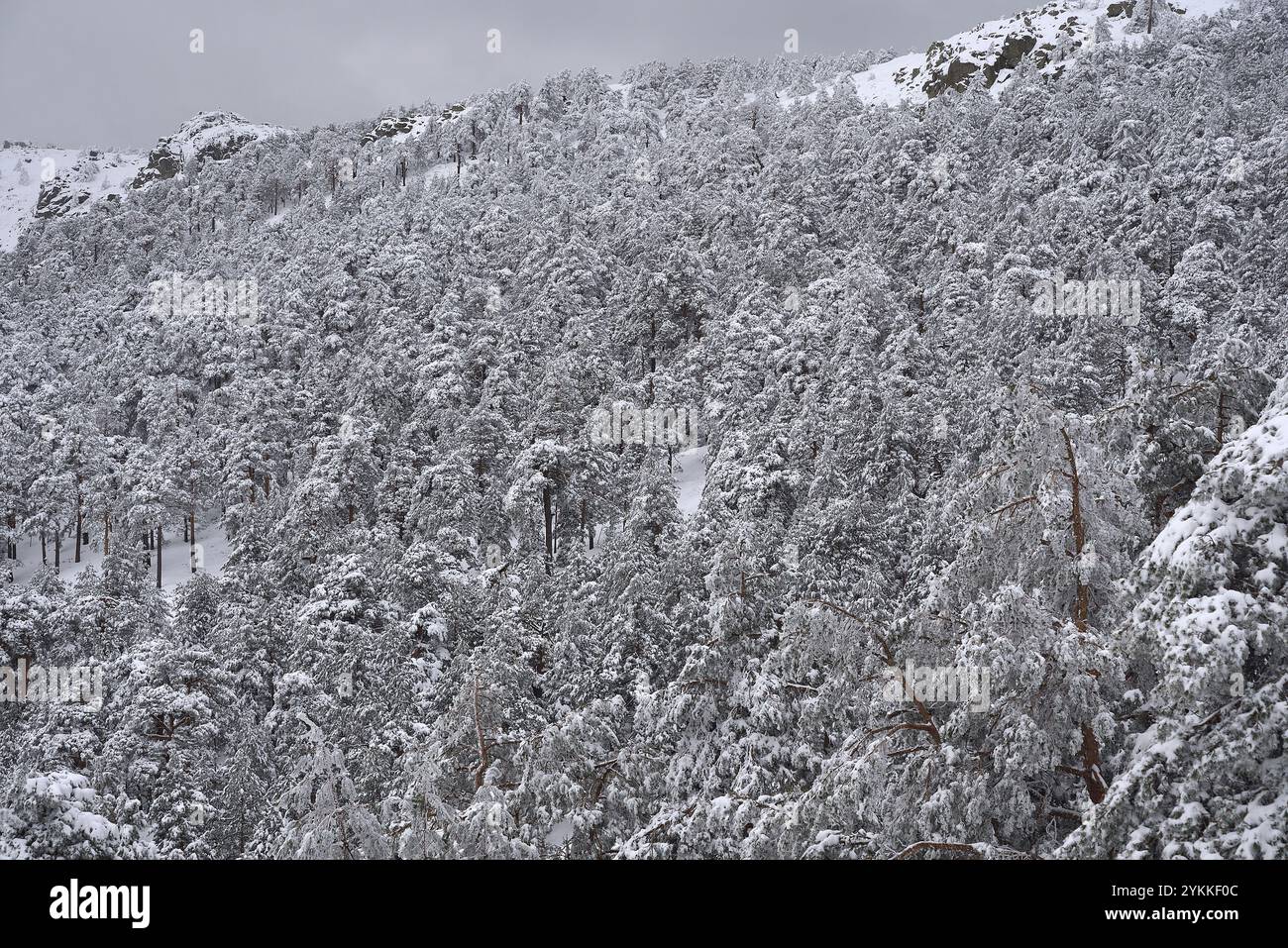 Neve in inverno nel Parco Nazionale spagnolo della Sierra de Guadarrama. Foto Stock