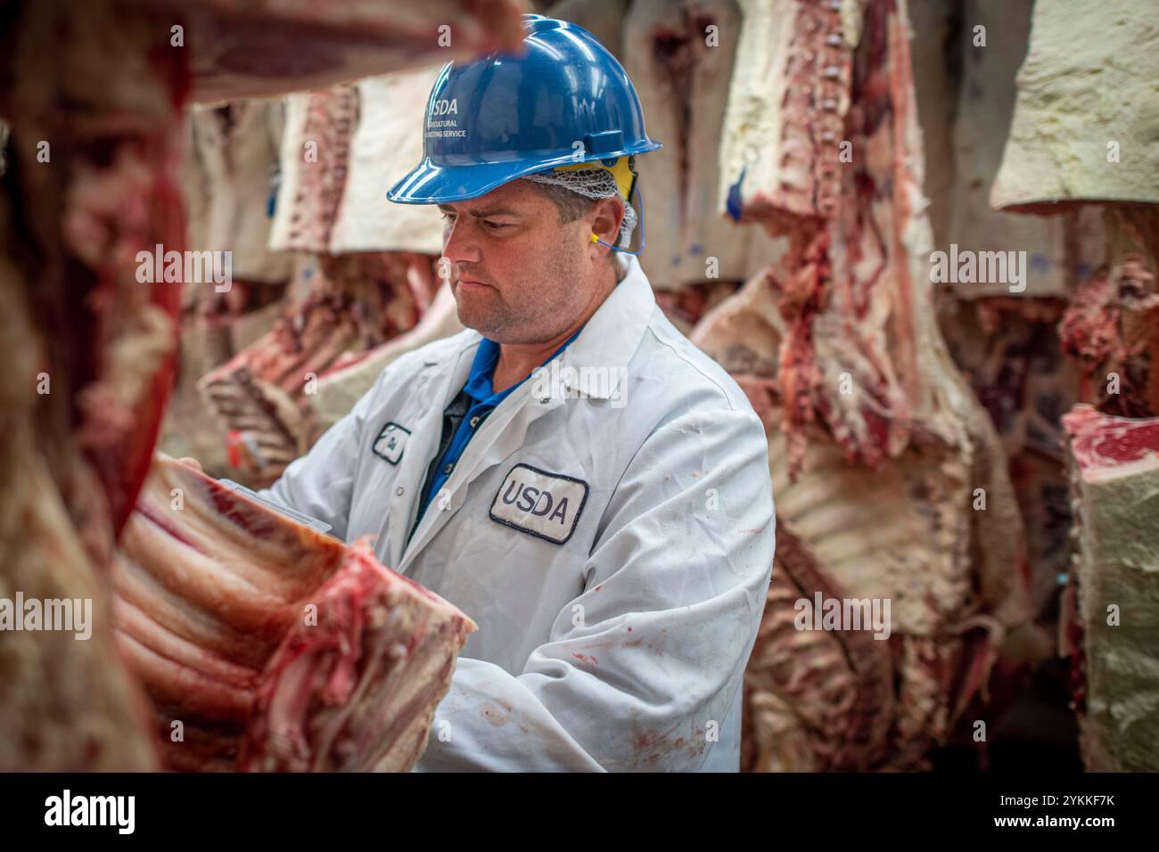 Gli ispettori USDA per le carni agricole ispezionano e classificano le carni bovine in un macello e in un impianto di imballaggio. Foto Stock