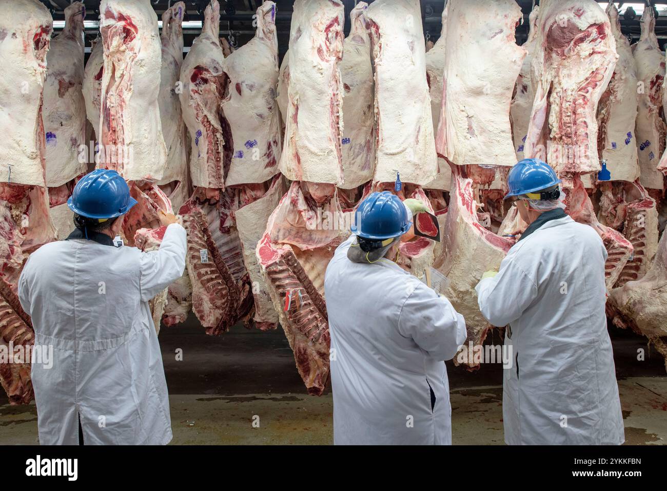 Gli ispettori USDA per le carni agricole ispezionano e classificano le carni bovine in un macello e in un impianto di imballaggio. Foto Stock