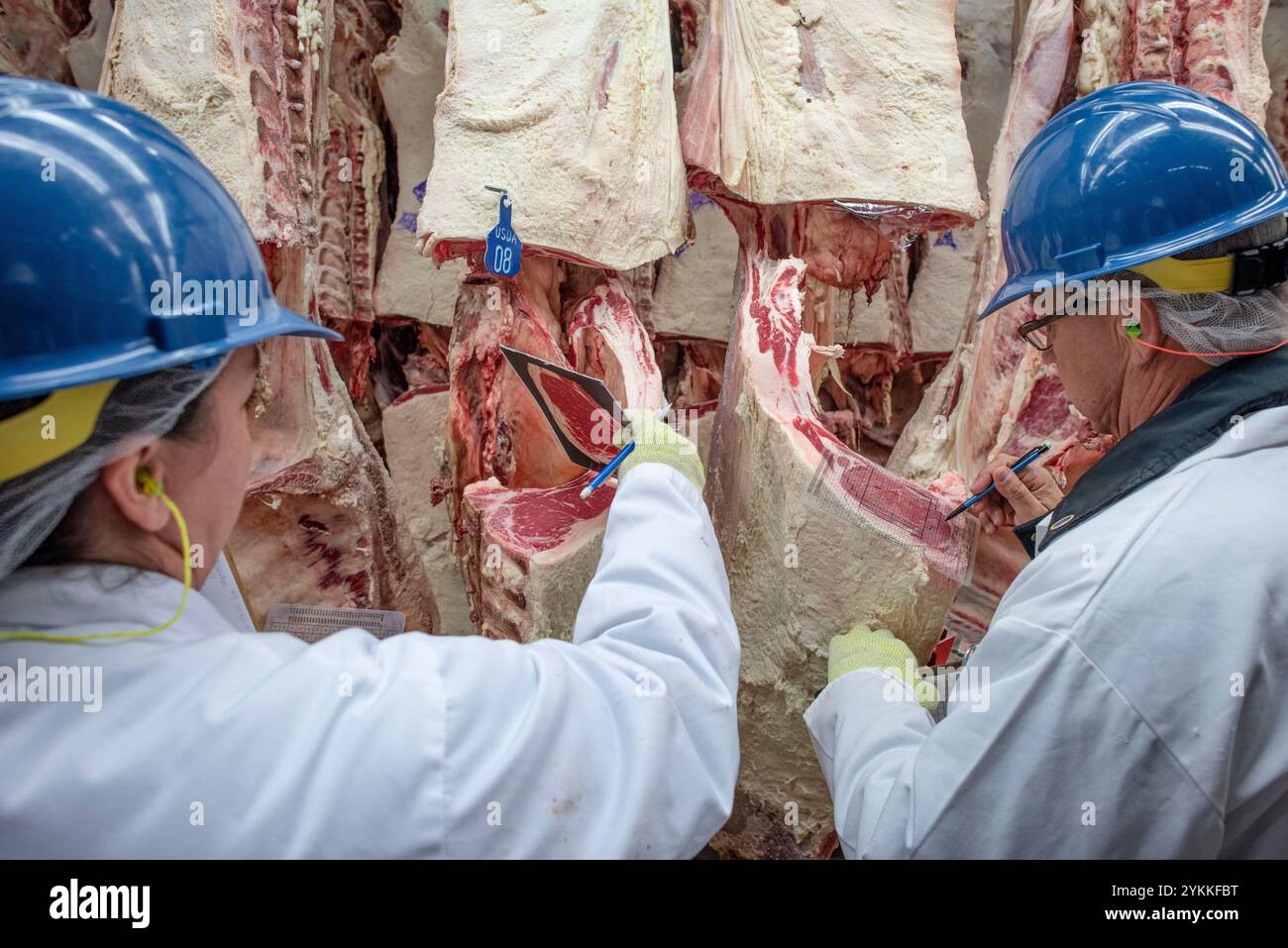 Gli ispettori USDA per le carni agricole ispezionano e classificano le carni bovine in un macello e in un impianto di imballaggio. Foto Stock