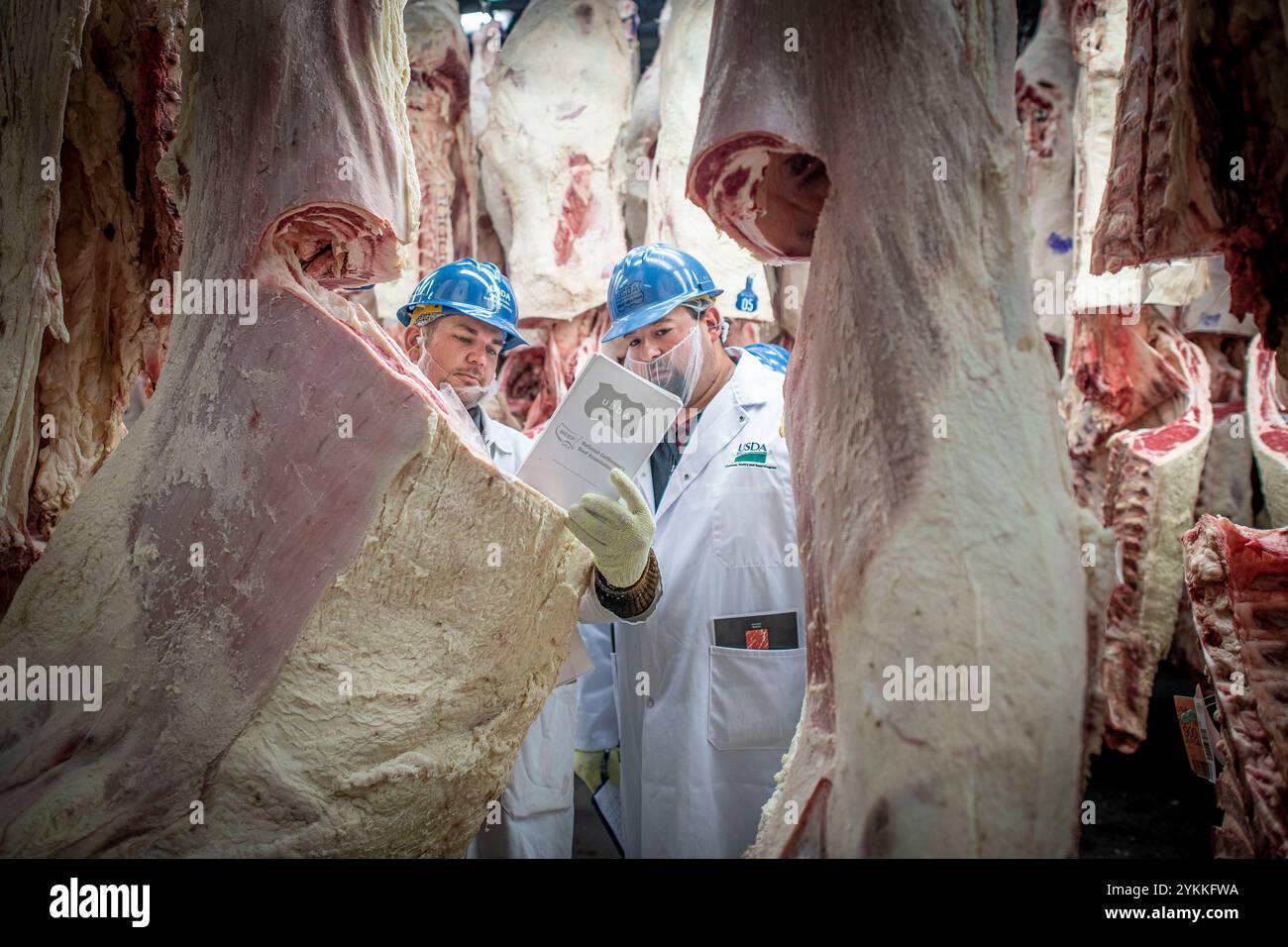 Gli ispettori USDA per le carni agricole ispezionano e classificano le carni bovine in un macello e in un impianto di imballaggio. Foto Stock