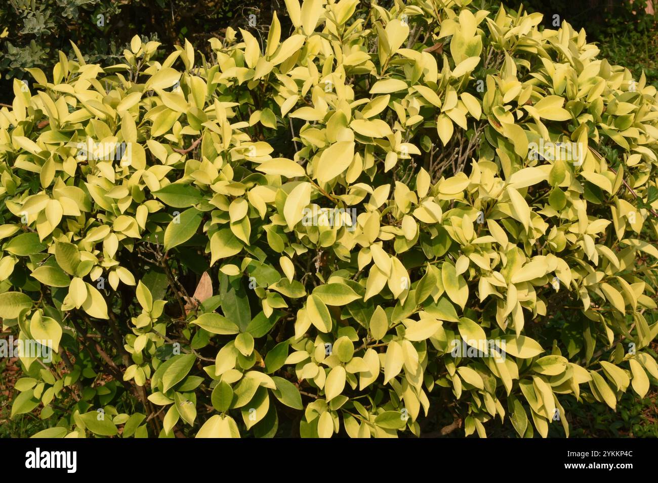 Boxwood Shrub, Sports Park, Phrae, Thailandia 2 Foto Stock