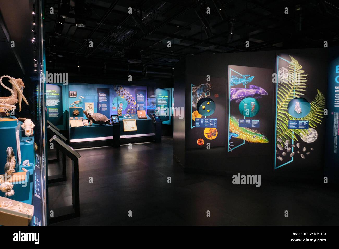 Panoramica dei vari display e degli oggetti speciali nella mostra. Nello spettacolo "Hidden Wonders" alla California Academy of Sciences di San Francisco. Foto Stock