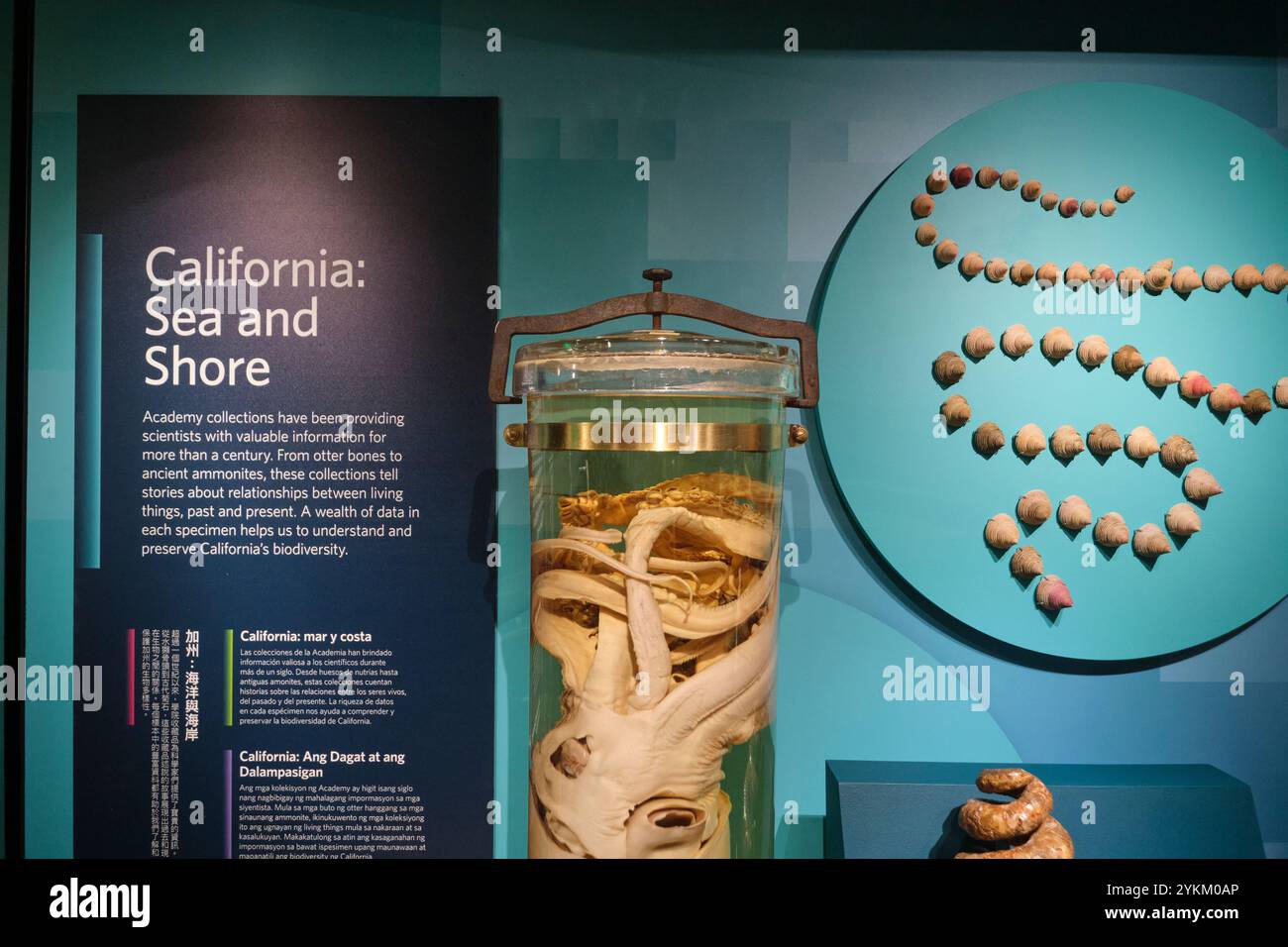 Un'esposizione di varie forme di vita marina locale. Nello spettacolo "Hidden Wonders" alla California Academy of Sciences di San Francisco. Foto Stock