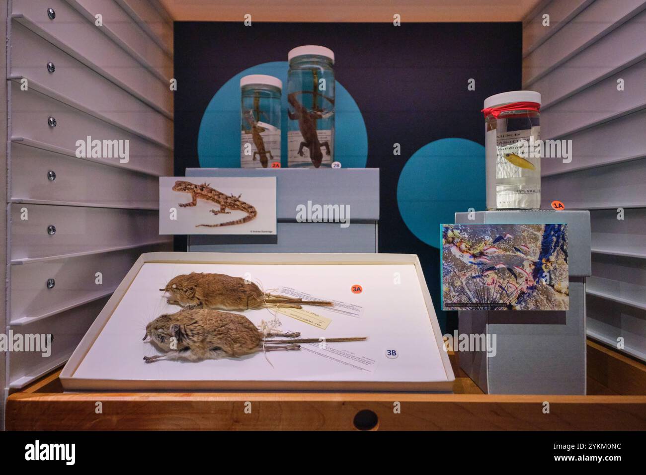 Campioni di roditori e lucertola in esposizione. Nello spettacolo "Hidden Wonders" alla California Academy of Sciences di San Francisco. Foto Stock