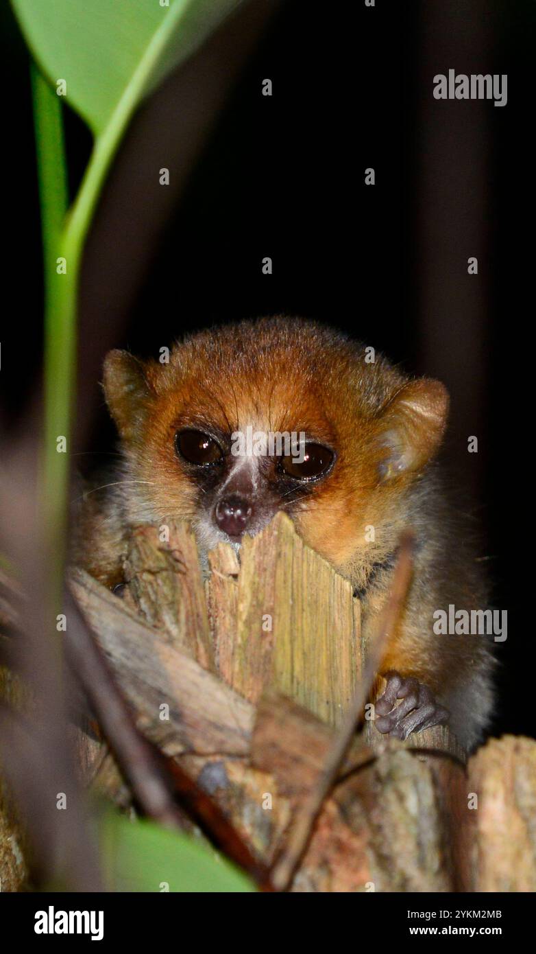 Un topo notturno nella foresta di Adasibe in Madagascar. Foto Stock