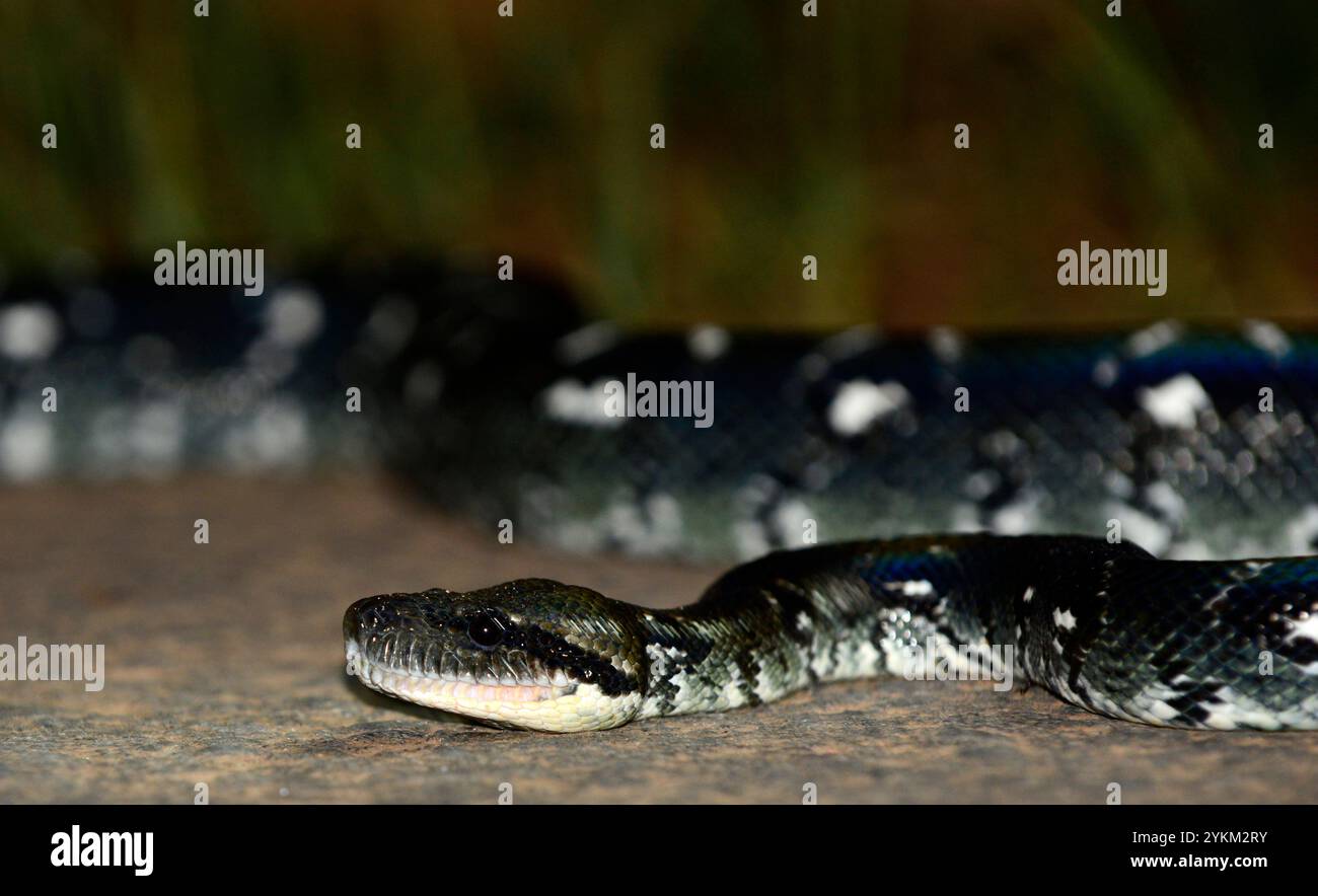 Un primo piano di un boa malgascio di notte. Parco nazionale di Andasibe, Madagascar. Foto Stock